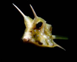 Lactoria Comuta - (cow fish??) Taken on a night dive @ Ba... by Doy Tan 